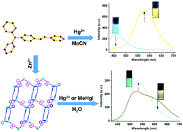 Graphical abstract: Highly selective detection of Hg2+ and MeHgI by di-pyridin-2-yl-[4-(2-pyridin-4-yl-vinyl)-phenyl]-amine and its zinc coordination polymer