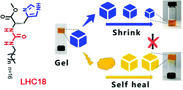 Graphical abstract: A hydro-metallogel of an amphiphilic l-histidine with ferric ions: shear-triggered self-healing and shrinkage