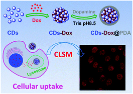 Graphical abstract: Supramolecular hybrids of carbon dots with doxorubicin: synthesis, stability and cellular trafficking