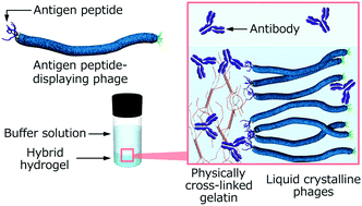 Graphical abstract: Controlled release of antibody proteins from liquid crystalline hydrogels composed of genetically engineered filamentous viruses