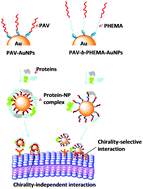 Graphical abstract: Influence of protein adsorption on the cellular uptake of AuNPs conjugated with chiral oligomers