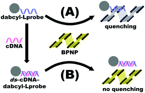 Graphical abstract: Black phosphorus nanoparticles as a novel fluorescent sensing platform for nucleic acid detection
