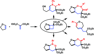 Graphical abstract: Synthesis and reactivity of alkoxy-activated cyclobutane-1,1-dicarboxylates