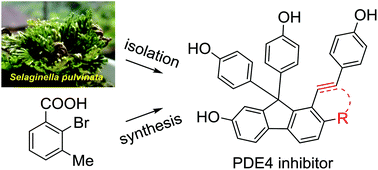 Graphical abstract: Natural diarylfluorene derivatives: isolation, total synthesis, and phosphodiesterase-4 inhibition
