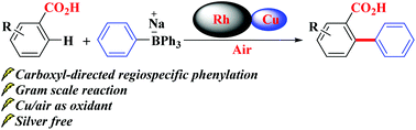 Graphical abstract: Rhodium-catalyzed regiospecific C–H ortho-phenylation of benzoic acids with Cu/air as an oxidant