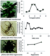 Graphical abstract: The effect of rol genes on phytoecdysteroid biosynthesis in Ajuga bracteosa differs between transgenic plants and hairy roots