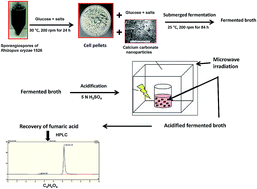 Graphical abstract: Application of calcium carbonate nanoparticles and microwave irradiation in submerged fermentation production and recovery of fumaric acid: a novel approach