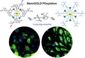 Graphical abstract: Nanogold POxylation: towards always-on fluorescent lung cancer targeting
