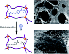 Graphical abstract: Preparation of photodegradable polyacrylamide hydrogels via micellar copolymerization and determination of their phototunable elasticity and swelling behaviors