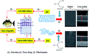 Graphical abstract: Molecular characteristics of collagen extracted from the starry triggerfish skin and its potential in the development of biodegradable packaging film