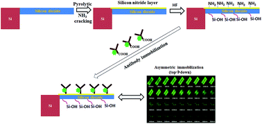 Graphical abstract: Asymmetric immobilization of antibodies on a piezo-resistive micro-cantilever surface
