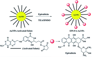Graphical abstract: Ultrafast synthesis of stabilized gold nanoparticles using aqueous fruit extract of Limonia acidissima L. and conjugated epirubicin: targeted drug delivery for treatment of breast cancer