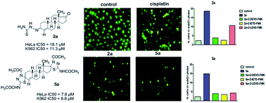 Graphical abstract: Synthesis, characterization and in vitro cytotoxic activities of new steroidal thiosemicarbazones and thiadiazolines