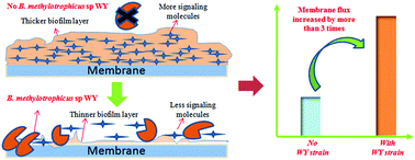 Graphical abstract: Biofouling control in a membrane filtration system by a newly isolated novel quorum quenching bacterium, Bacillus methylotrophicus sp. WY