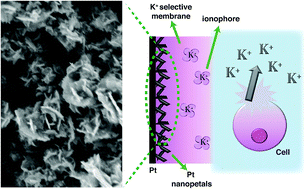 Graphical abstract: Platinum nanopetal-based potassium sensors for acute cell death monitoring