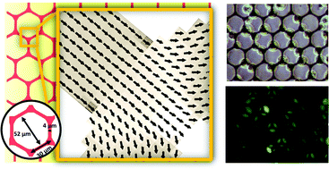 Graphical abstract: Honeycomb-shaped magnetic multilayer thin films for cell trapping