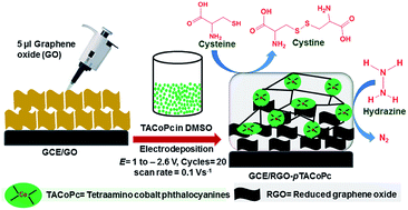 Graphical abstract: Electropolymerization of cobalt tetraamino-phthalocyanine at reduced graphene oxide for electrochemical determination of cysteine and hydrazine