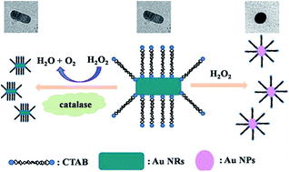 Graphical abstract: Highly sensitive visual detection of catalase based on the accelerating decomposition of H2O2 using Au nanorods as a sensor