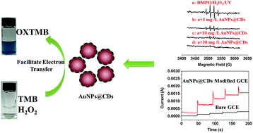Graphical abstract: Intrinsic peroxidase-like activity and the catalytic mechanism of gold@carbon dots nanocomposites