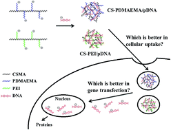 Graphical abstract: The synthesis and comparison of chondroitin sulfate-modified PDMAEMA with chondroitin sulfate-modified PEI as a potential gene delivery vector