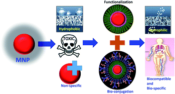 Graphical abstract: Role of functionalization: strategies to explore potential nano-bio applications of magnetic nanoparticles