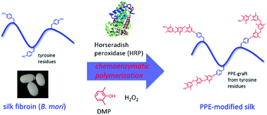 Graphical abstract: Chemoenzymatic modification of silk fibroin with poly(2,6-dimethyl-1,5-phenylene ether) using horseradish peroxidase