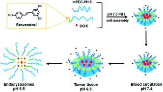 Graphical abstract: Doxorubicin-loaded pH-sensitive polymeric blends for synergistic cancer treatment