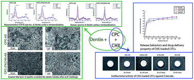 Graphical abstract: Bioactive calcium phosphate cement with excellent injectability, mineralization capacity and drug-delivery properties for dental biomimetic reconstruction and minimum intervention therapy