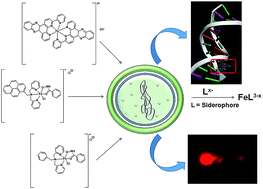 Graphical abstract: Bacterial siderophore mimicking iron complexes as DNA targeting antimicrobials