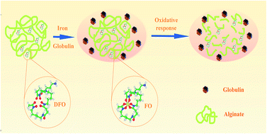 Graphical abstract: Long-term and oxidative-responsive alginate–deferoxamine conjugates with a low toxicity for iron overload