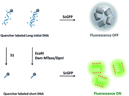 Graphical abstract: Sensitive and versatile fluorescent enzymatic assay of nucleases and DNA methyltransferase based on a supercharged fluorescent protein