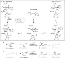 Graphical abstract: Influence of the aromatic moiety in α- and β-arylalanines on their biotransformation with phenylalanine 2,3-aminomutase from Pantoea agglomerans