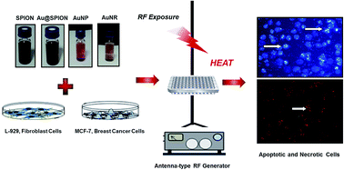 Graphical abstract: Antenna-type radiofrequency generator in nanoparticle-mediated hyperthermia