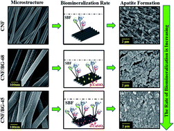 Graphical abstract: Enhancing the biological properties of carbon nanofibers by controlling the crystallization of incorporated bioactive glass via silicon content
