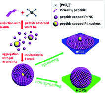 Graphical abstract: Short peptide mediated self-assembly of platinum nanocrystals with selective spreading property