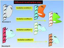 Graphical abstract: Inactivation of immobilized trypsin under dissimilar conditions produces trypsin molecules with different structures