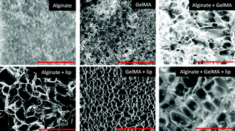 Graphical abstract: Preparation and characterization of nanofunctionalized alginate/methacrylated gelatin hybrid hydrogels