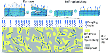 Graphical abstract: LED-cured self-replenishing hydrophobic coatings based on interpenetrating polymer networks (IPNs)