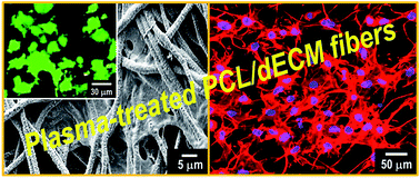 Graphical abstract: Nanostructured surface of electrospun PCL/dECM fibres treated with oxygen plasma for tissue engineering