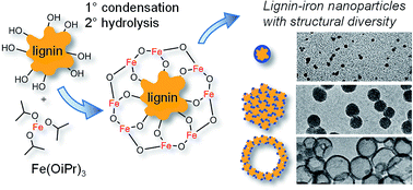Graphical abstract: Structural diversity in metal–organic nanoparticles based on iron isopropoxide treated lignin