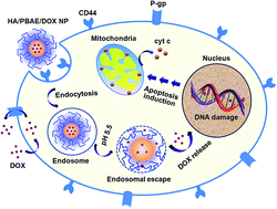Graphical abstract: Hyaluronic acid-coated poly(β-amino) ester nanoparticles as carrier of doxorubicin for overcoming drug resistance in breast cancer cells