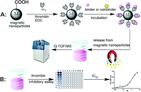 Graphical abstract: Rapid magnetic solid-phase extraction combined with ultra-high performance liquid chromatography and quadrupole-time-of-flight mass spectrometry for analysis of thrombin binders from a crude extract and injection of Erigeron breviscapus