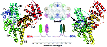 Graphical abstract: Identification of modes of interactions between 9-aminoacridine hydrochloride hydrate and serum proteins by low and high resolution spectroscopy and molecular modeling