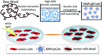 Graphical abstract: Chlorin e6 keratin nanoparticles for photodynamic anticancer therapy