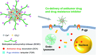 Graphical abstract: Biotinylated carboxymethyl chitosan/CaCO3 hybrid nanoparticles for targeted drug delivery to overcome tumor drug resistance