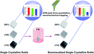Graphical abstract: Biomineralization on single crystalline rutile: the modulated growth of hydroxyapatite by fibronectin in a simulated body fluid