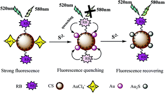 Graphical abstract: Ultrasensitive detection of sulfide ions through interactions between sulfide ions and Au(iii) quenching the fluorescence of chitosan microspheres functionalized with rhodamine B and modified with Au(iii)