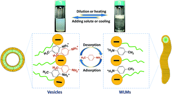 Graphical abstract: Dilution or heating induced thickening in a sodium dodecyl sulfate/p-toluidine hydrochloride aqueous solution