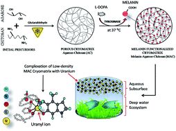 Graphical abstract: Synthesis of a low-density biopolymeric chitosan–agarose cryomatrix and its surface functionalization with bio-transformed melanin for the enhanced recovery of uranium(vi) from aqueous subsurfaces
