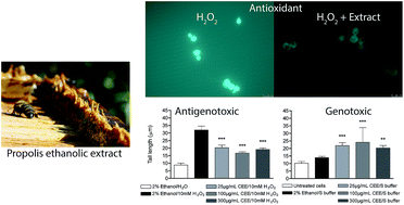Graphical abstract: Antioxidant and dual dose-dependent antigenotoxic and genotoxic properties of an ethanol extract of propolis